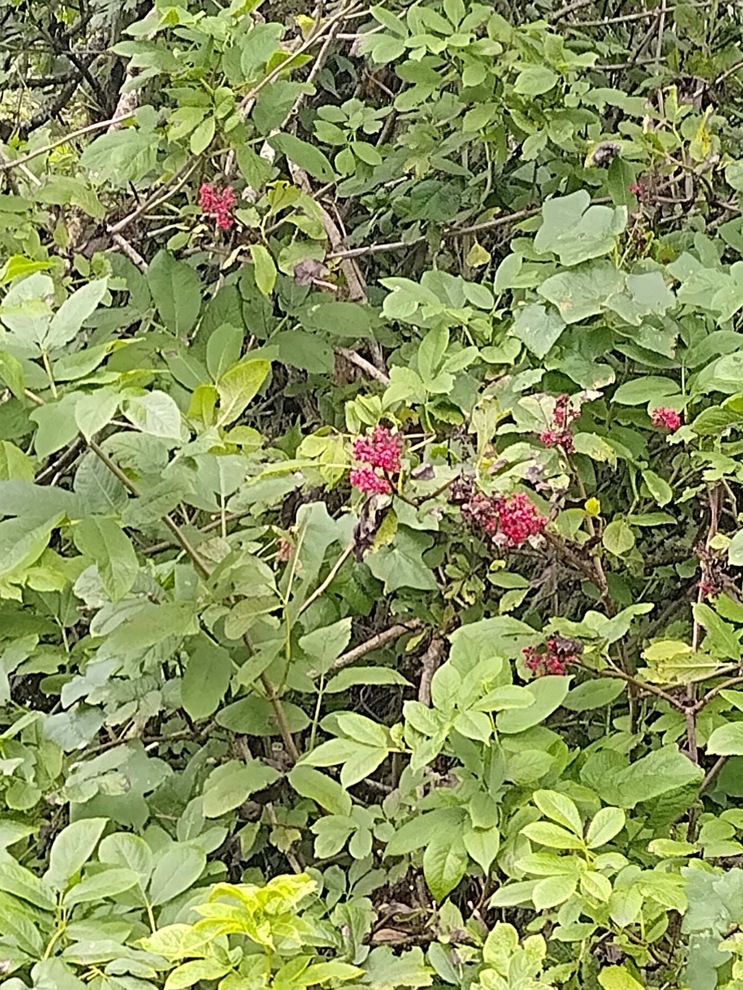 Sambucus racemosa var. callicarpa, Red Elderberry