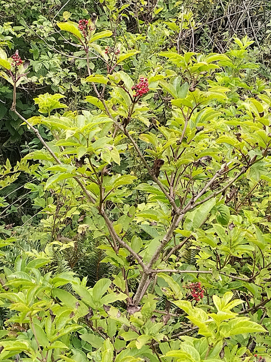 Sambucus racemosa var. racemosa, Red Elderberry