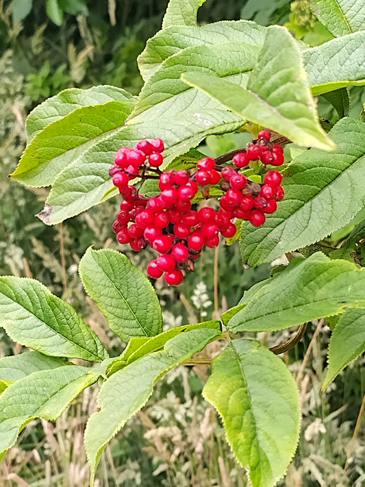 Sambucus racemosa var. racemosa, Red Elderberry