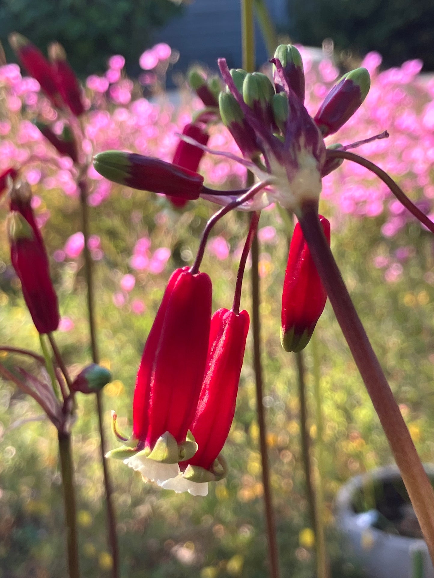 Dichelostemma ida-maia, Firecracker Plant