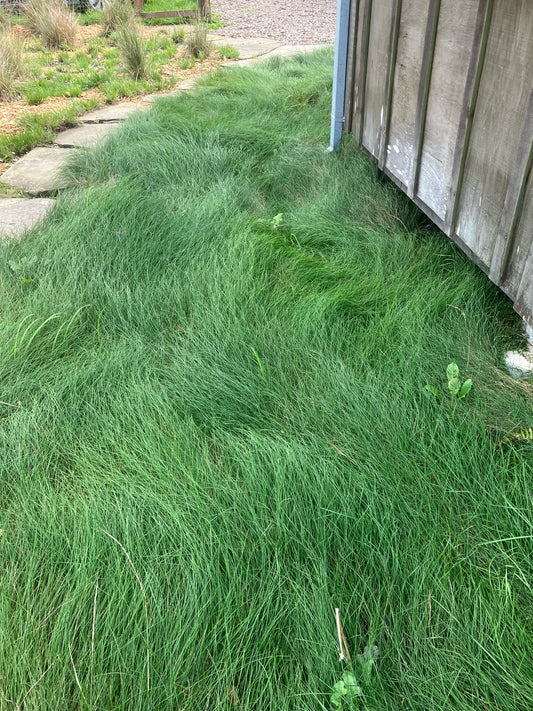 Festuca rubra, Red Fescue