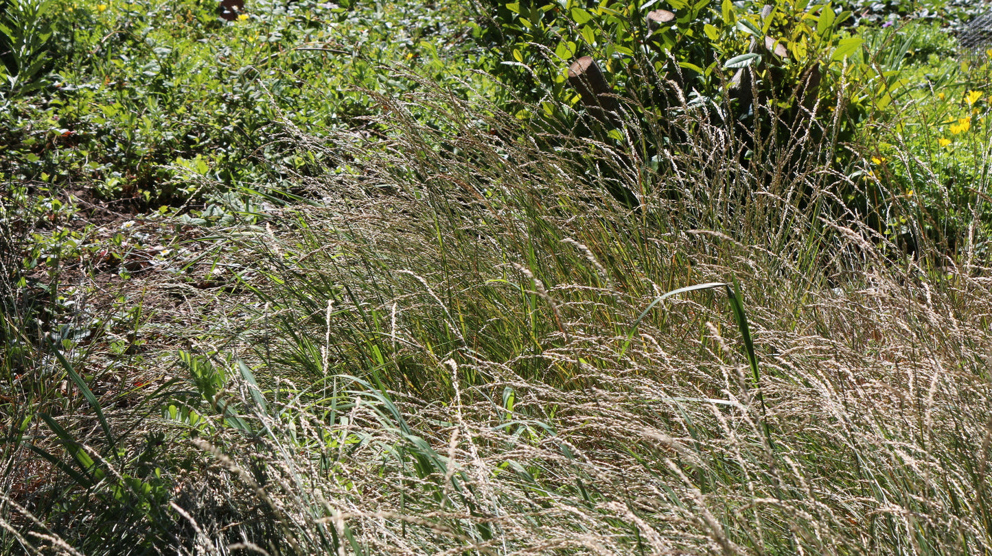 Melica torreyana, Torrey's Melic Grass