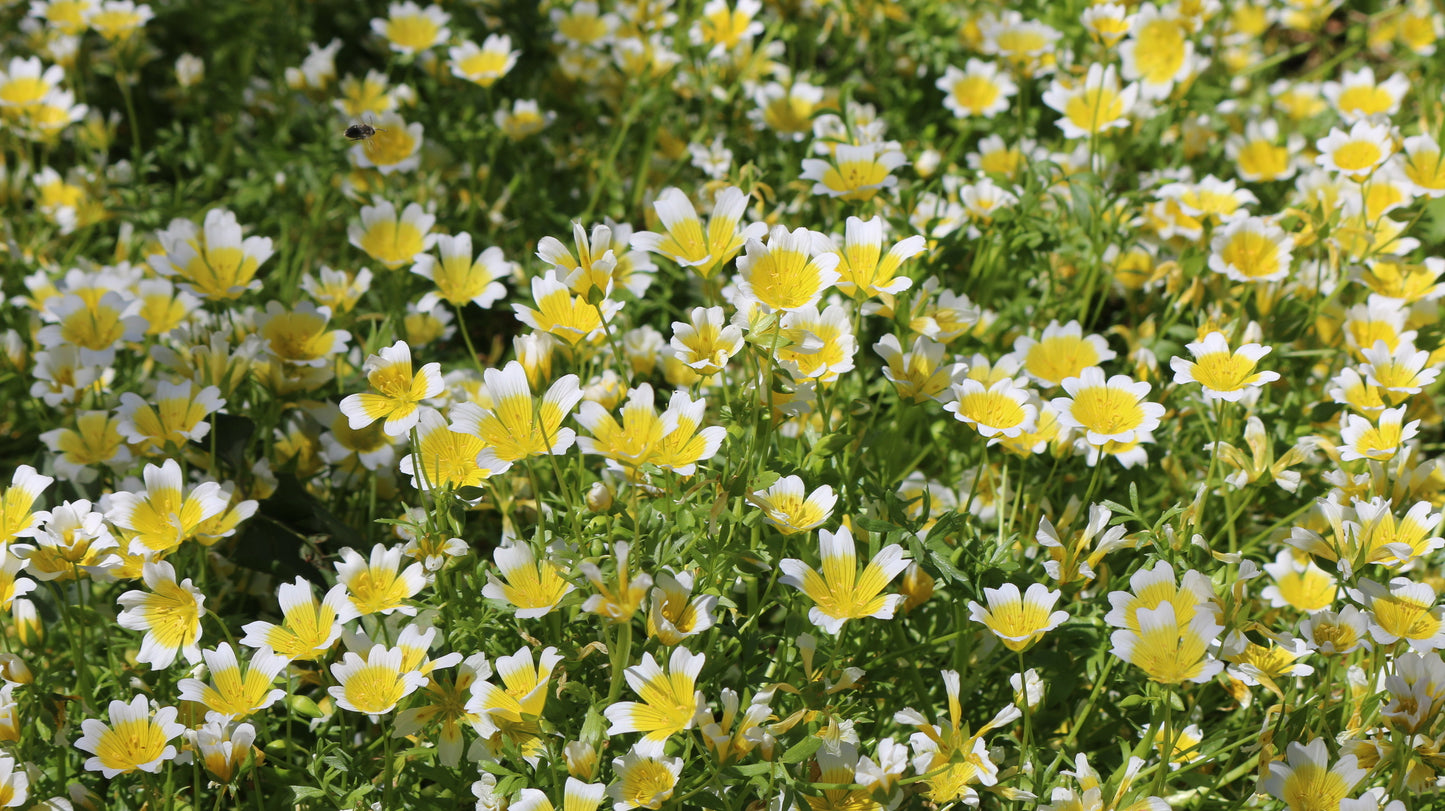 Limnanthes douglasii, Douglas Meadowfoam