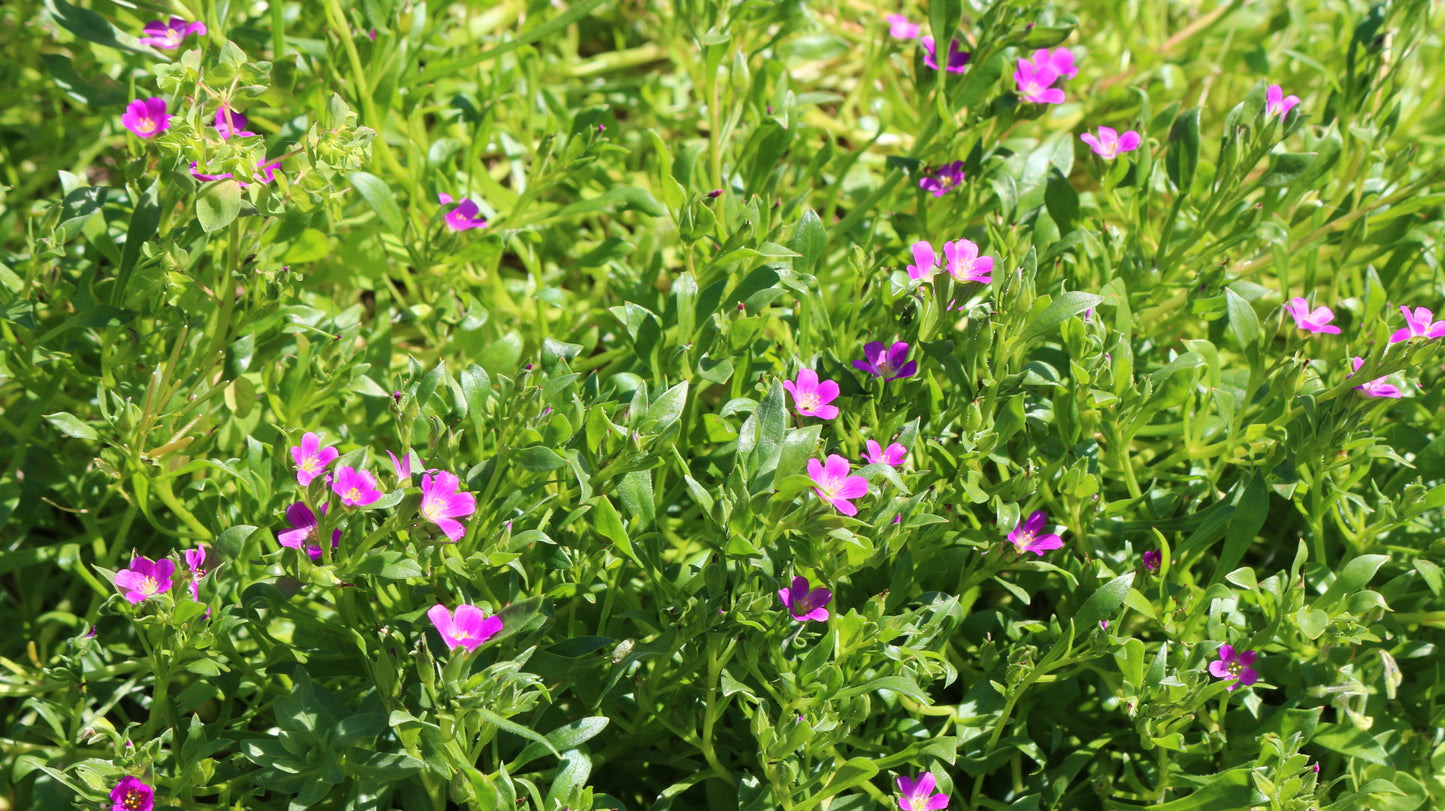 Calandrinia menziesii, Redmaids