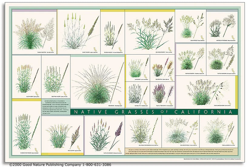 Native Grasses of California Print