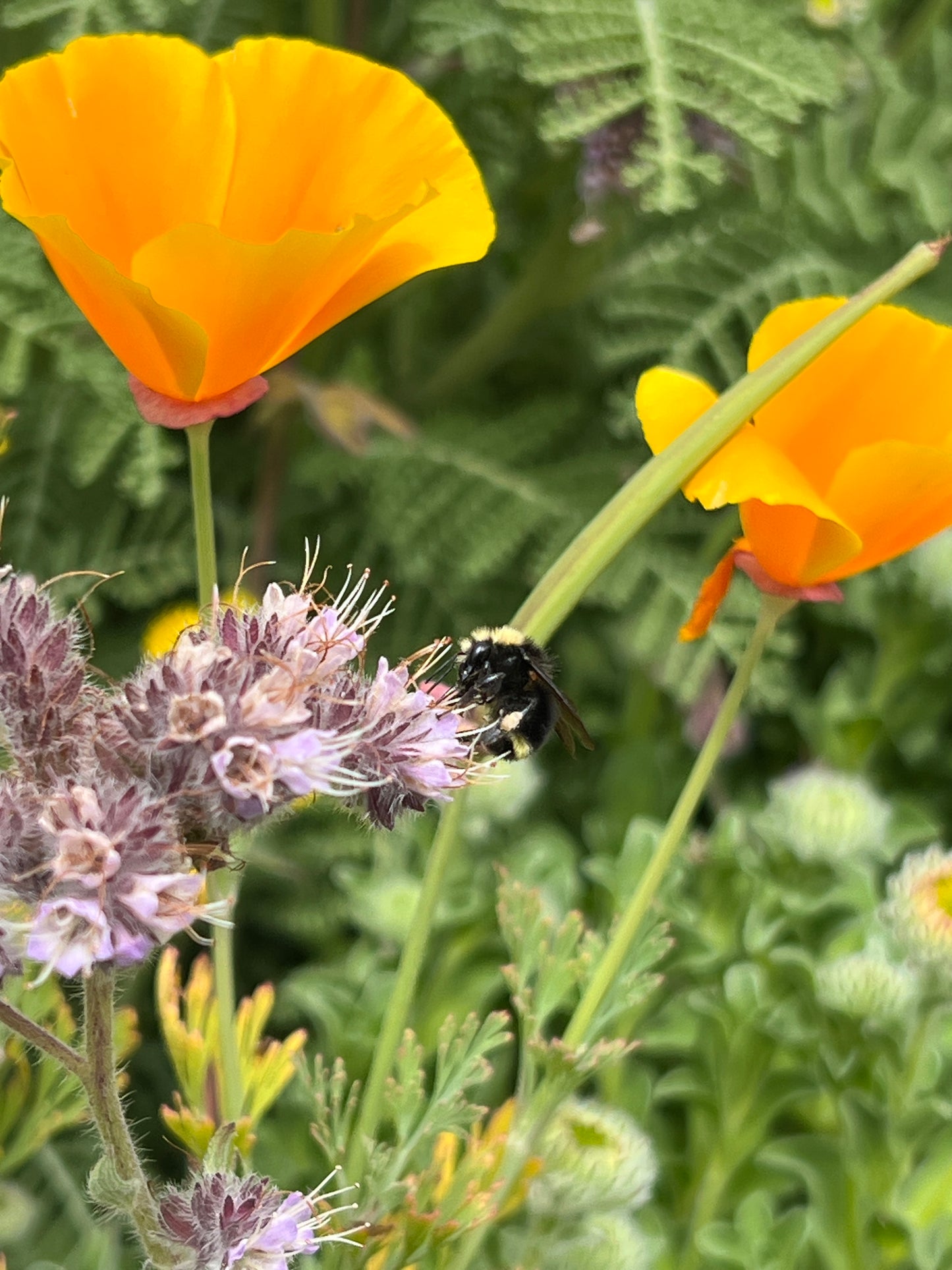 Xerces COASTAL CALIFORNIA Pollinator Conservation Mix