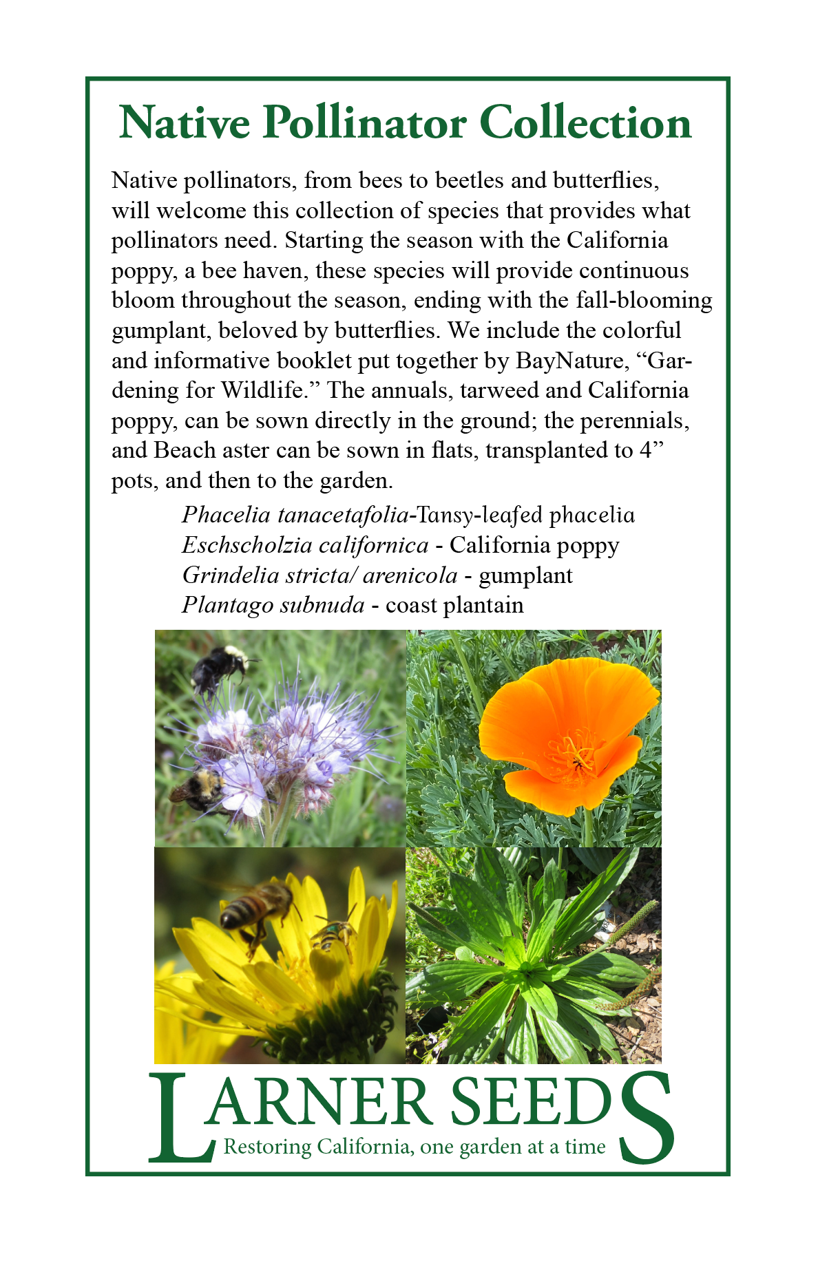 pollinator garden seeds Native Pollinator Collection