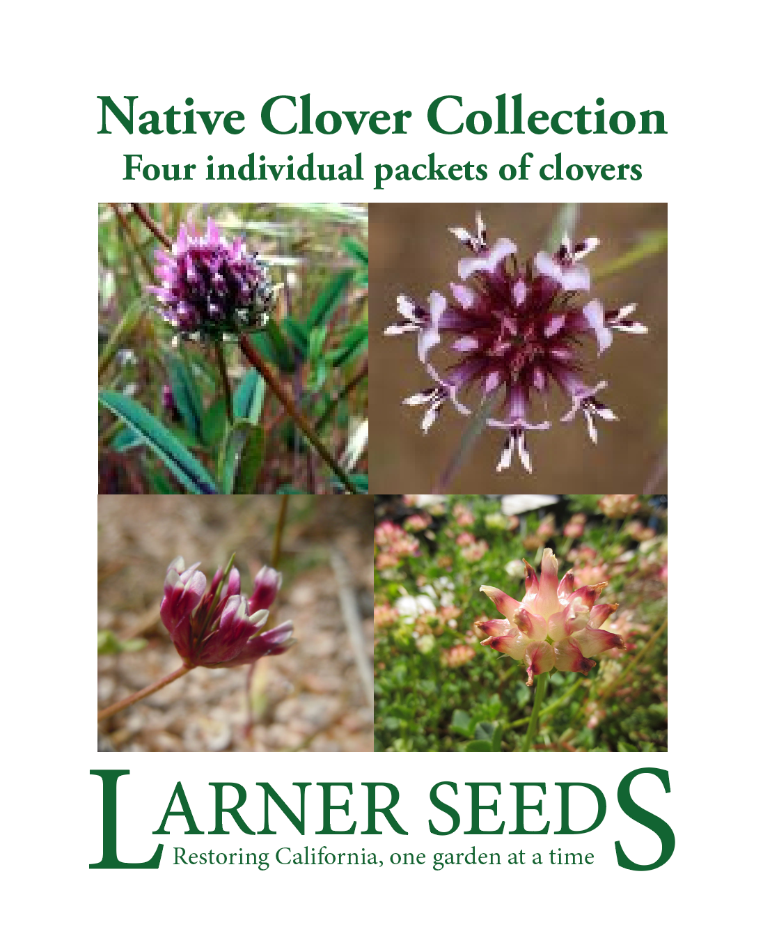 California Native Clover Collection – Larner Seeds
