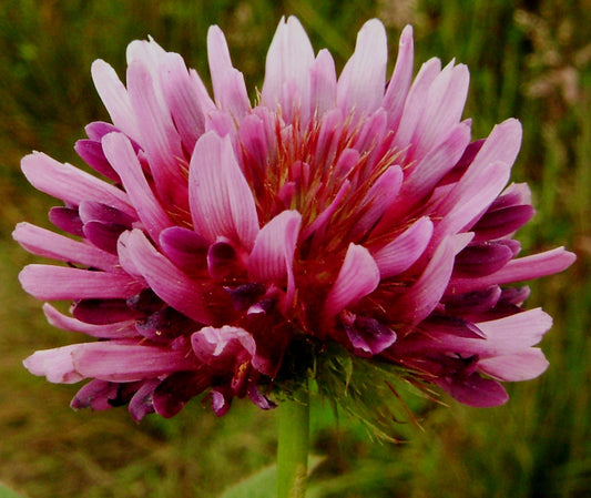 Trifolium wormskioldii, Springbank Clover