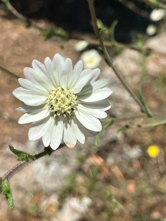 Hemizonia congesta ssp. luzulifolia, White Hayfield Tarweed