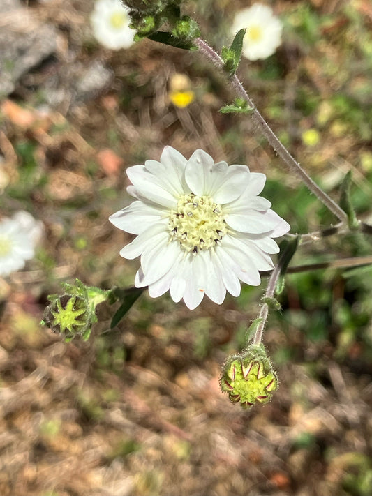 Hemizonia congesta ssp. luzulifolia, White Hayfield Tarweed