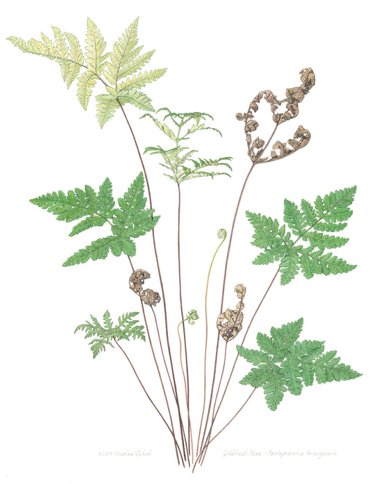Goldback Fern Notecard by Kristin Jakob