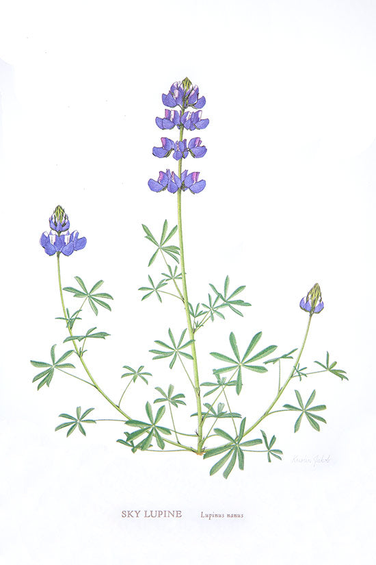 Botanical Print - Sky Lupine