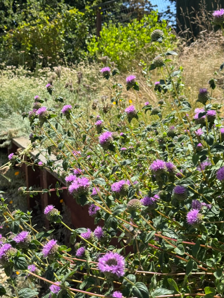Monardella villosa ssp. franciscana 'Russian River', Russian River Coyote Mint
