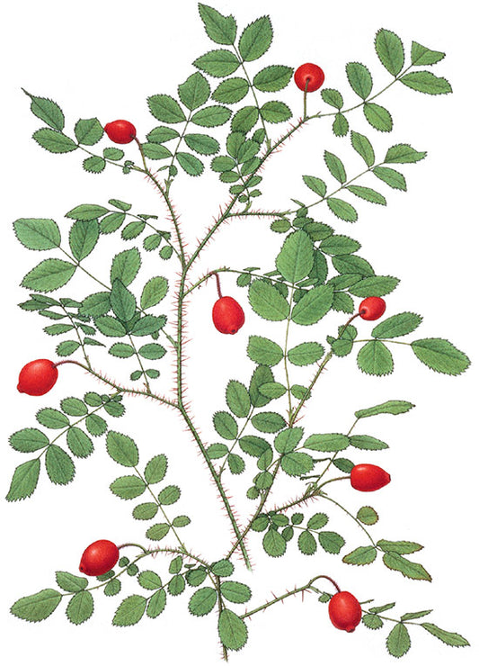 Redwood Rose Notecard by Kristin Jakob