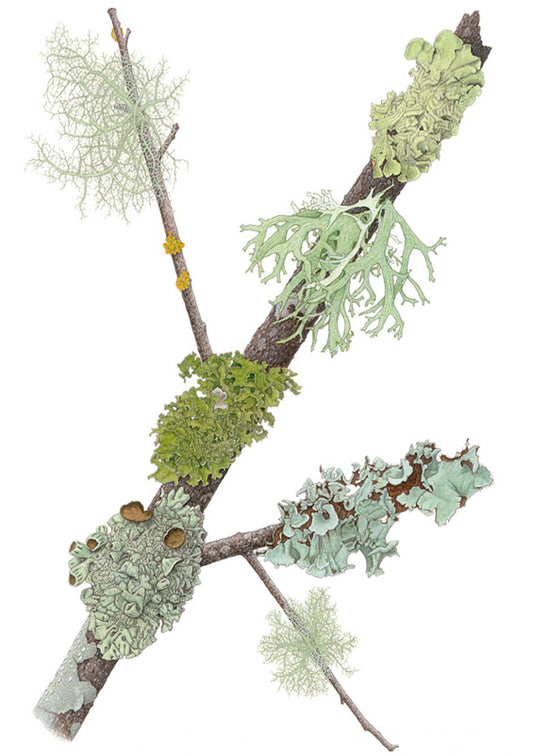 Mill Valley lichen Notecard by Kristin Jakob