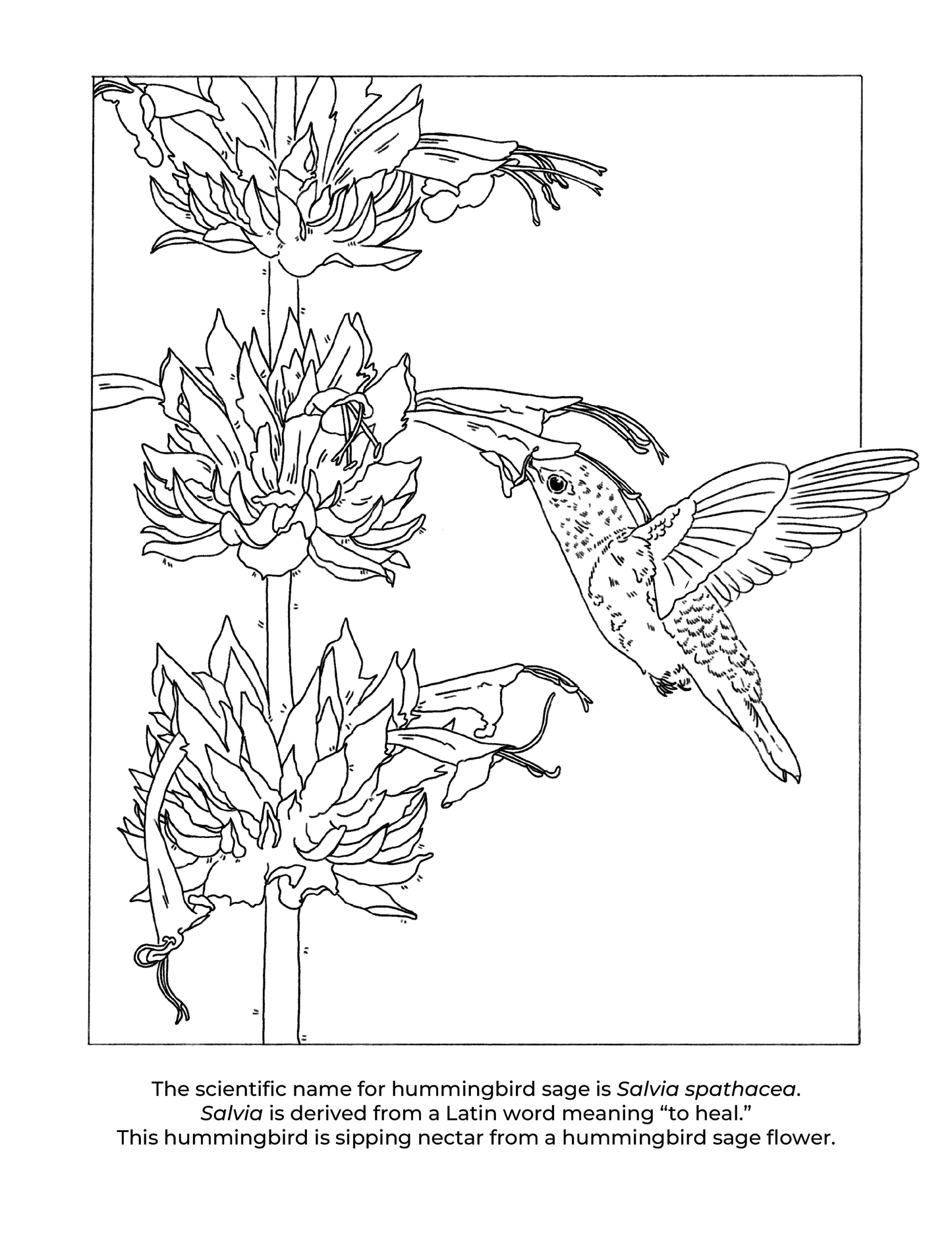 California Native Plants Coloring Book