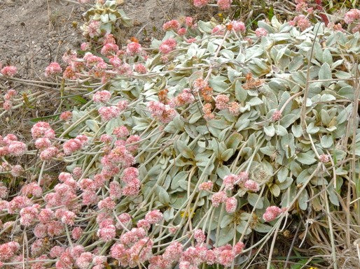 Eriogonum latifolium, Chalk Buckwheat