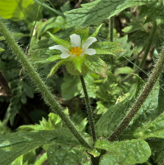 Horkelia californica, California Horkelia