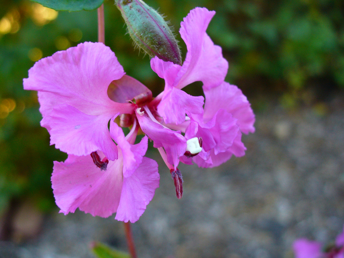 Clarkia unguiculata, Mountain Garland