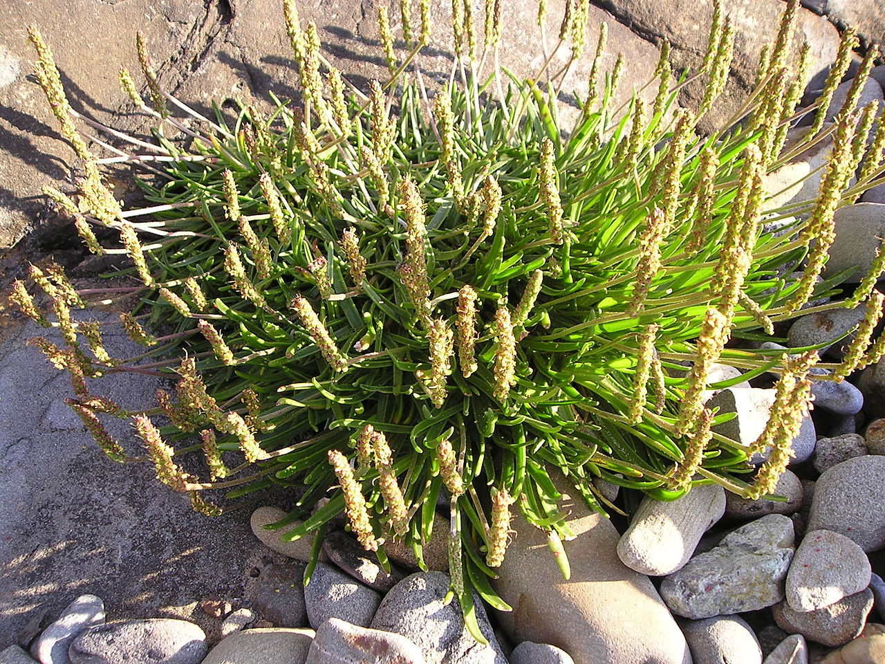 Plantago maritima, Seaside Plantain