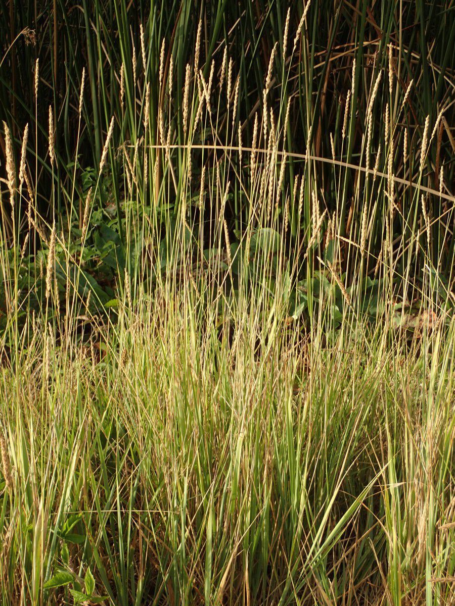 Elymus triticoides, Creeping Wildrye