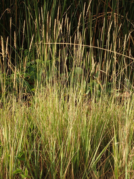 Elymus triticoides, Creeping Wildrye