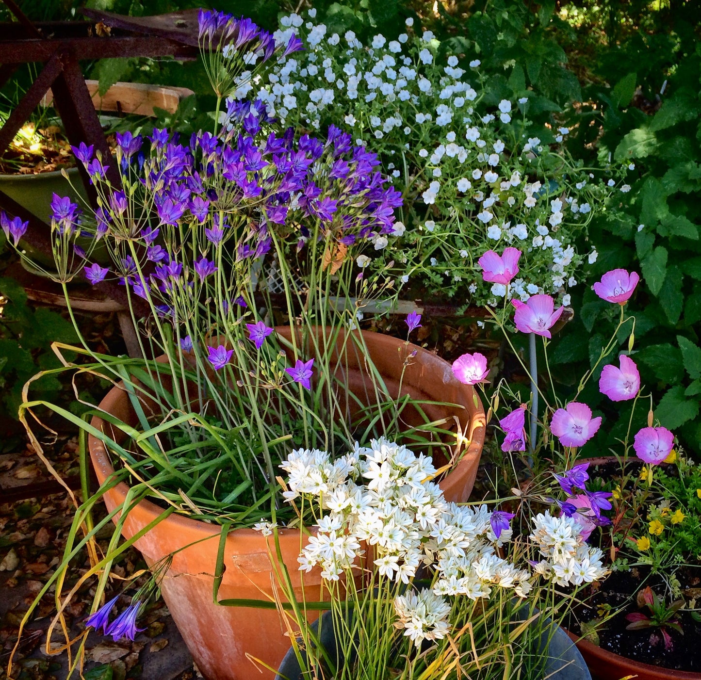 Native Bulb Combo