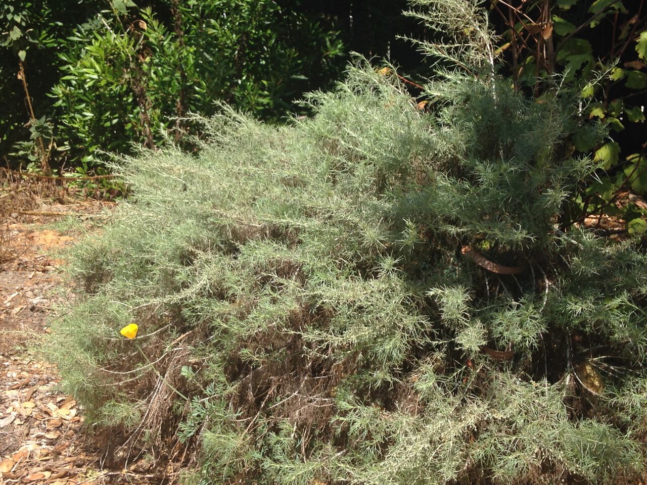 Artemisia californica, California Sagebrush