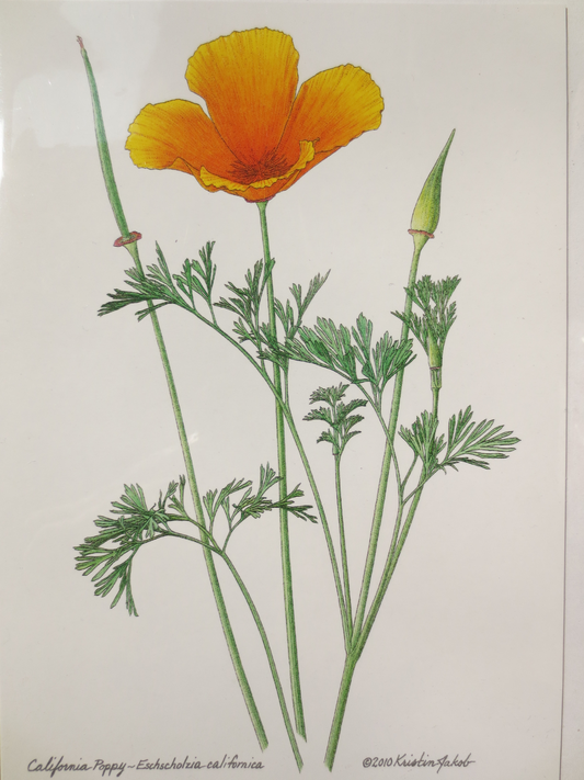 California Poppy Notecard by Kristin Jakob