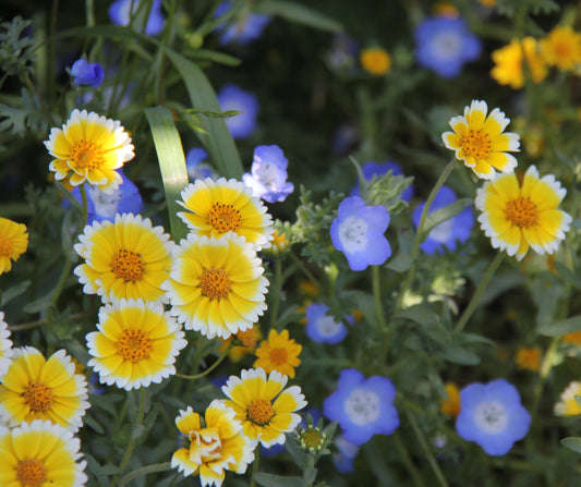 Layia platyglossa, Tidy Tips