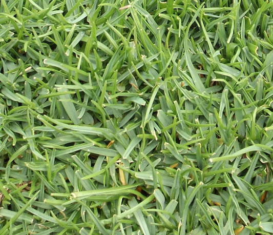 Agrostis pallens, West Coast Bentgrass