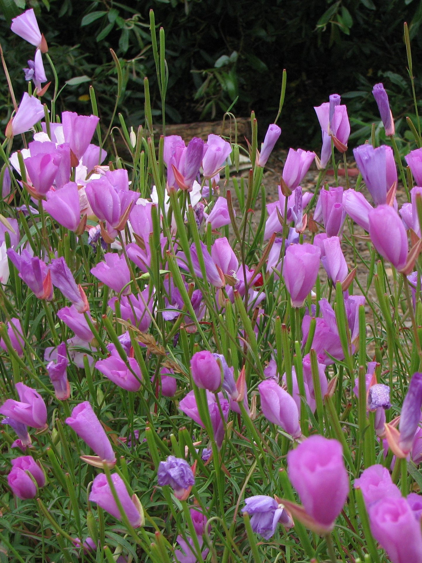 Clarkia bottae, Punchbowl Godetia