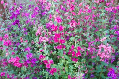 Clarkia unguiculata, Mountain Garland