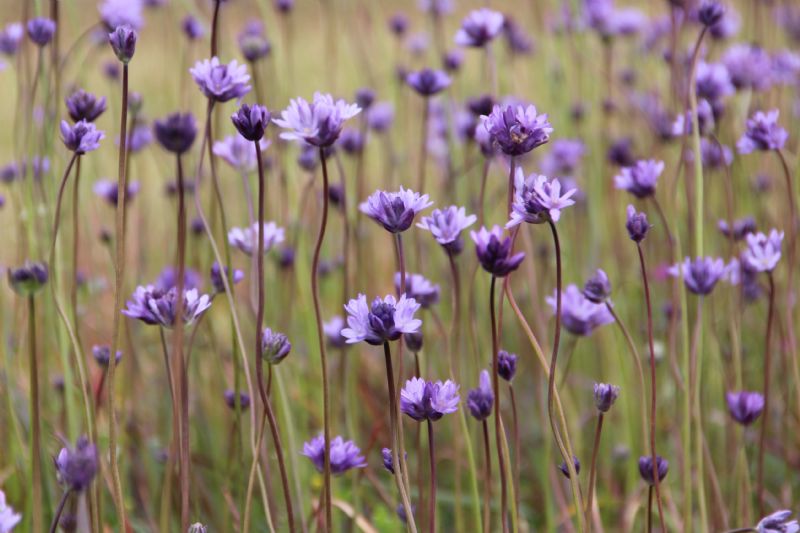 Dichelostemma congestum, Ookow/Snake Lily