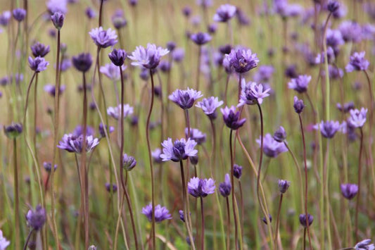 Dichelostemma congestum, Ookow/Snake Lily