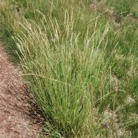 Elymus trachycaulus, Slender Wheatgrass