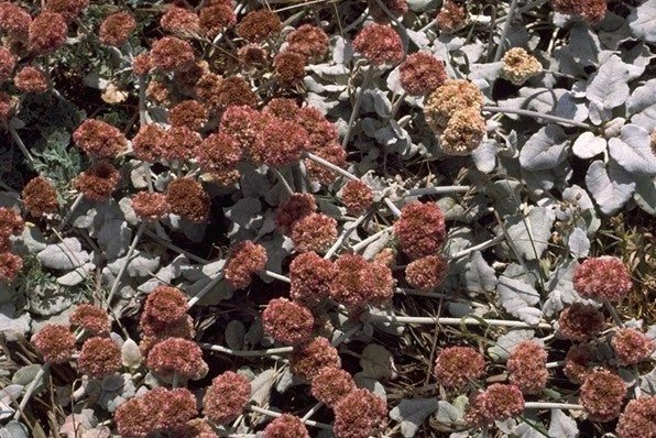 Eriogonum latifolium, Chalk Buckwheat