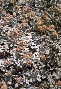 Eriogonum latifolium, Chalk Buckwheat