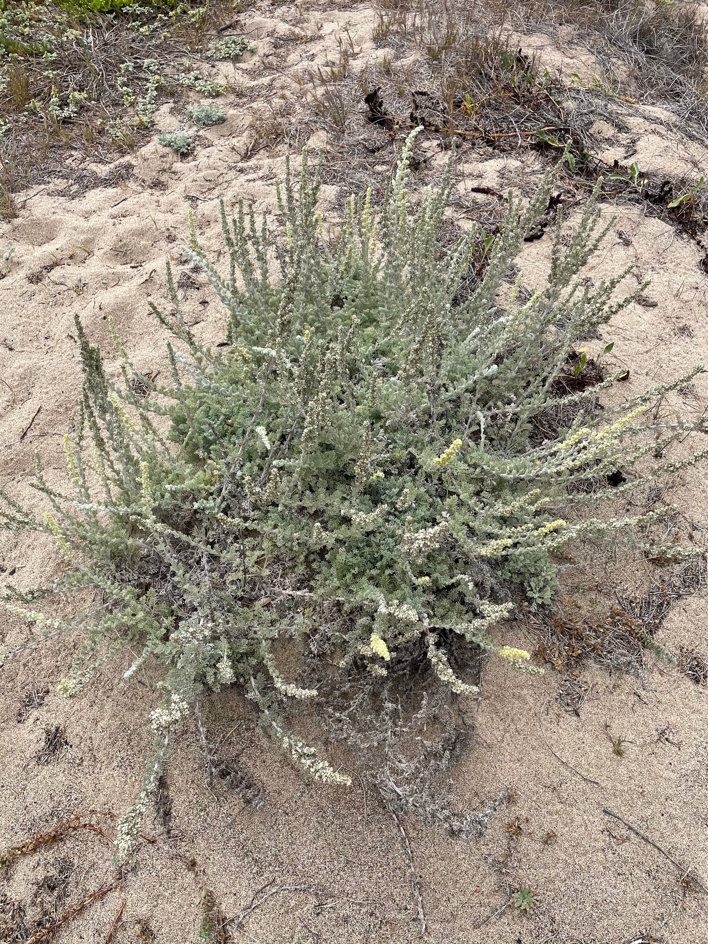 Artemisia pycnocephala, Soft Sage