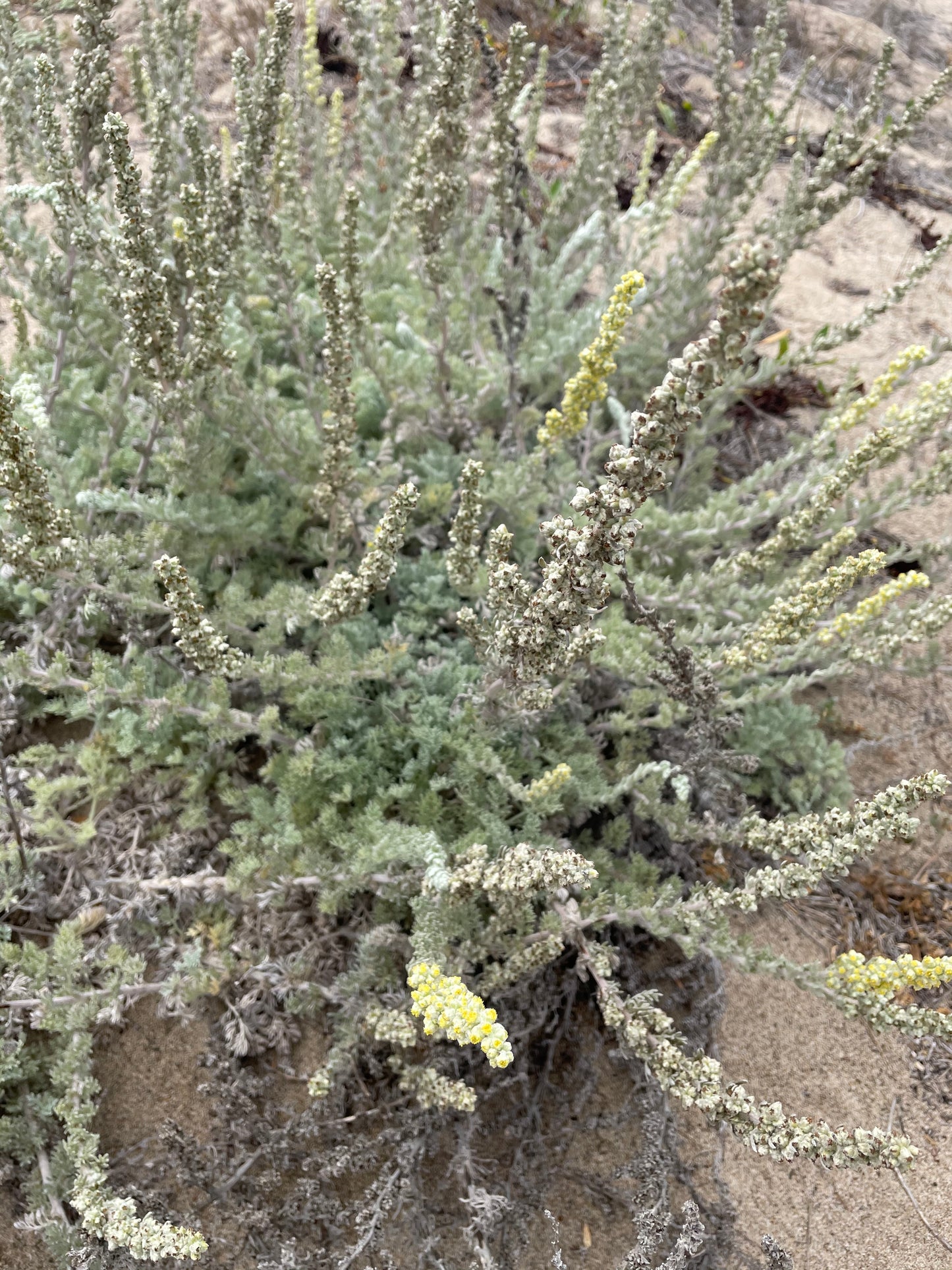 Artemisia pycnocephala, Soft Sage