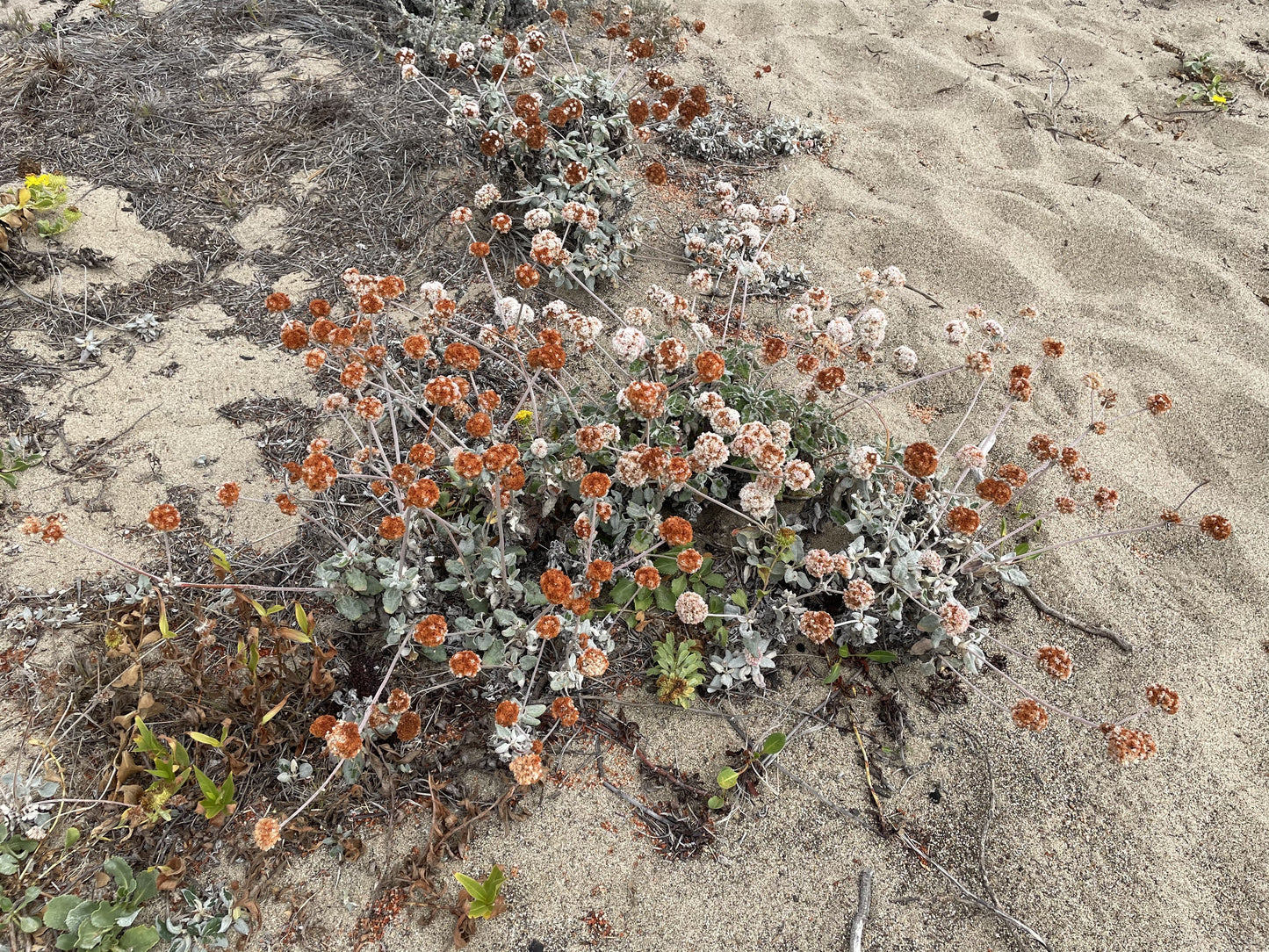 Eriogonum fasciculatum, California Buckwheat
