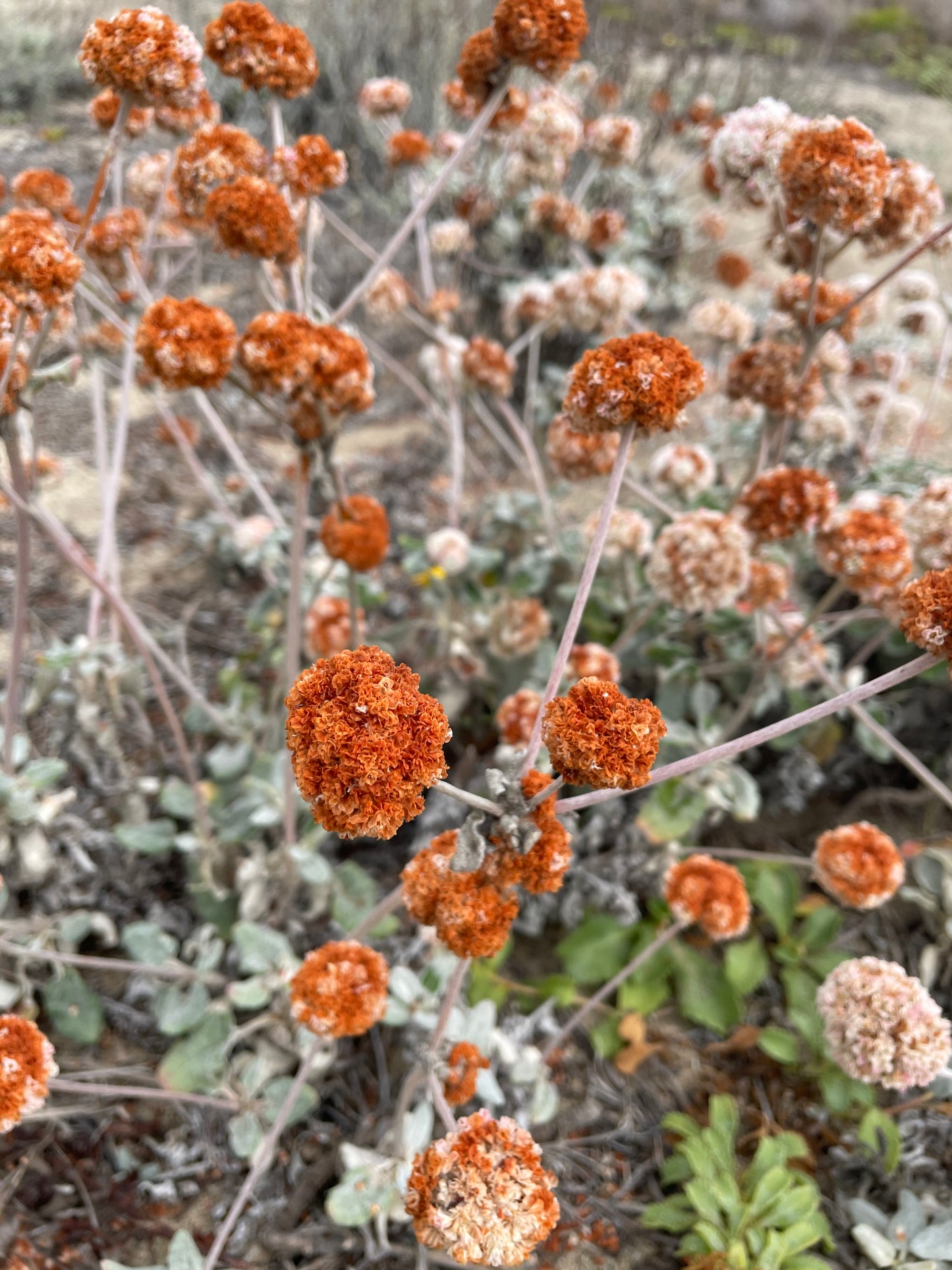 Eriogonum fasciculatum, California Buckwheat
