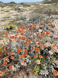 Eriogonum fasciculatum, California Buckwheat