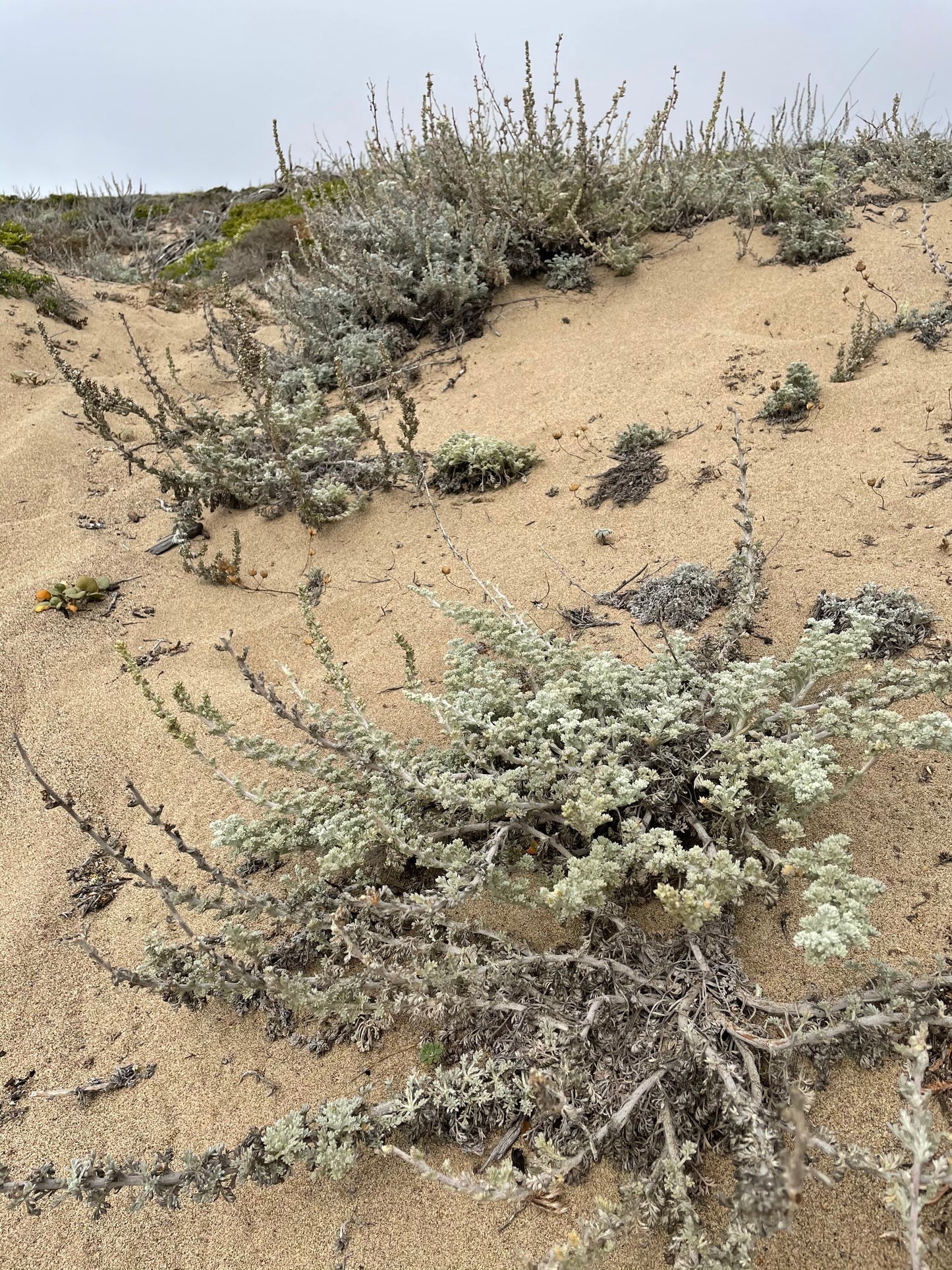 Artemisia pycnocephala, Soft Sage