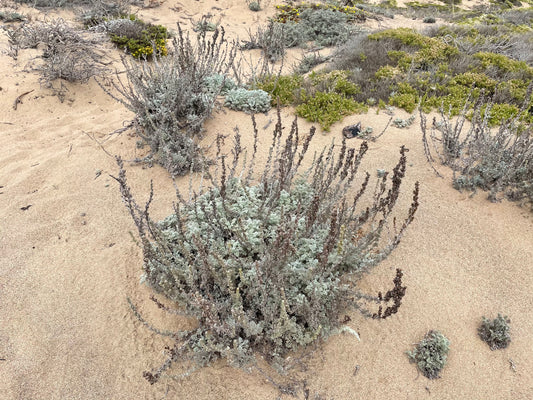 Artemisia pycnocephala, Soft Sage