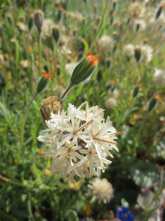 Achyrachaena mollis, Blow-wives
