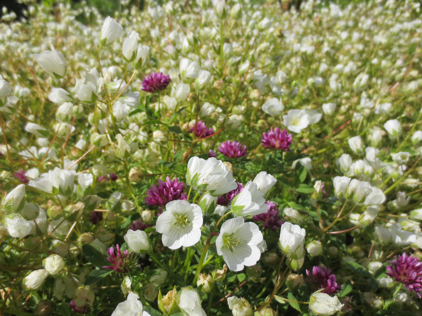 Limnanthes alba, White Meadowfoam