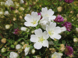 Limnanthes alba, White Meadowfoam