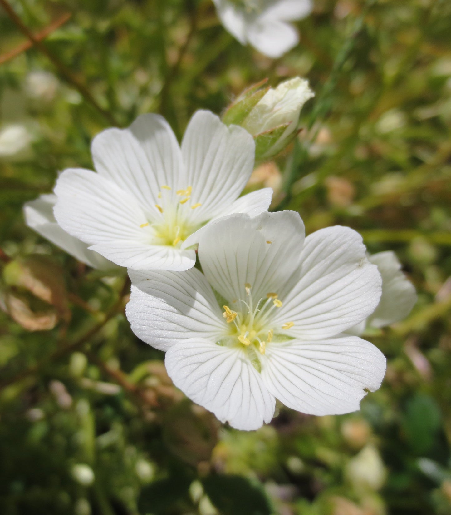 Limnanthes alba, White Meadowfoam